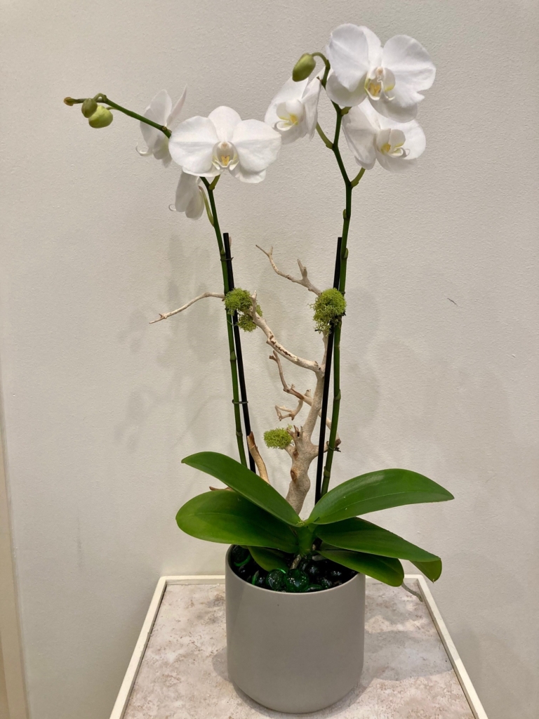 Longed stemmed white flowers