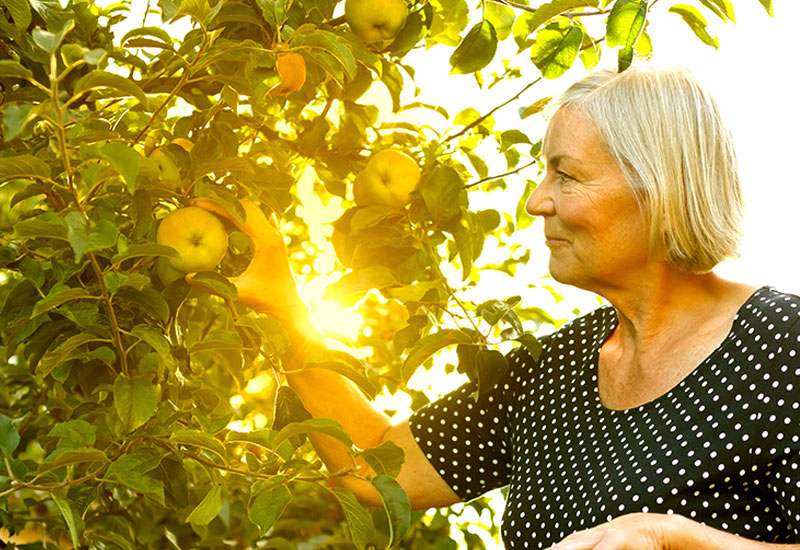 Senior woman picking apples with sunset behind her